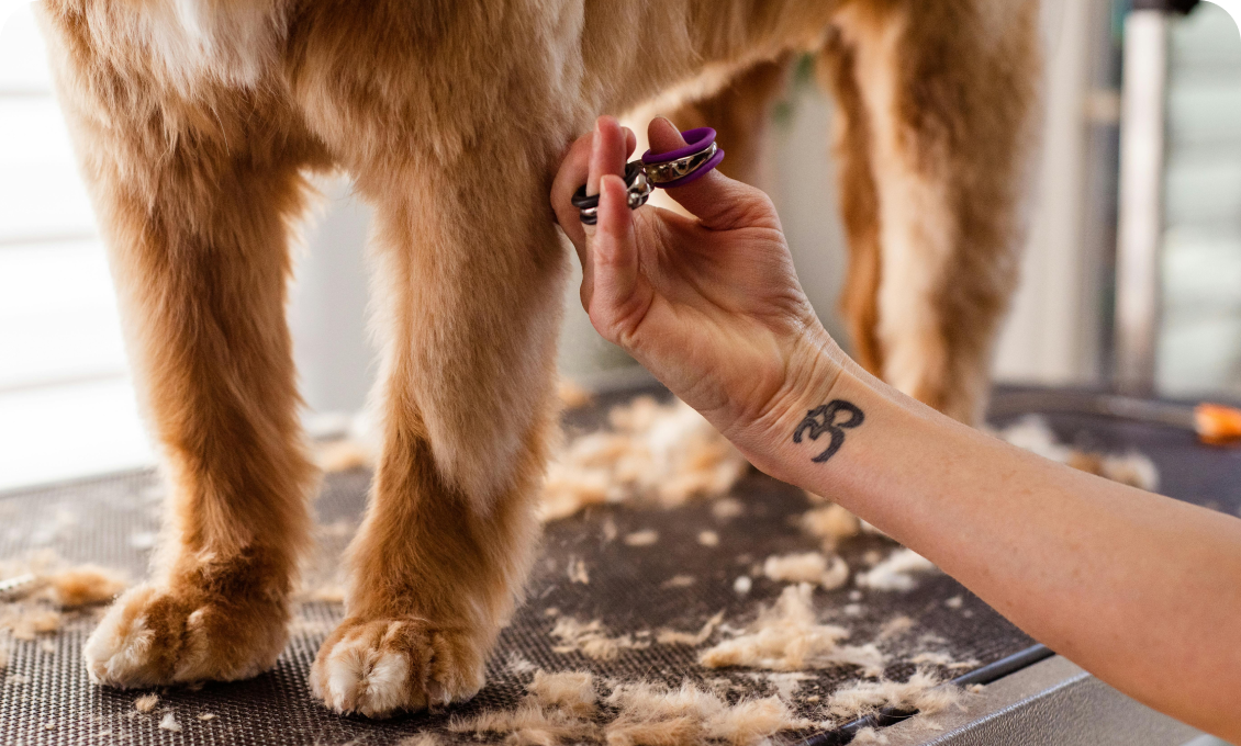 Dog having a hair cut